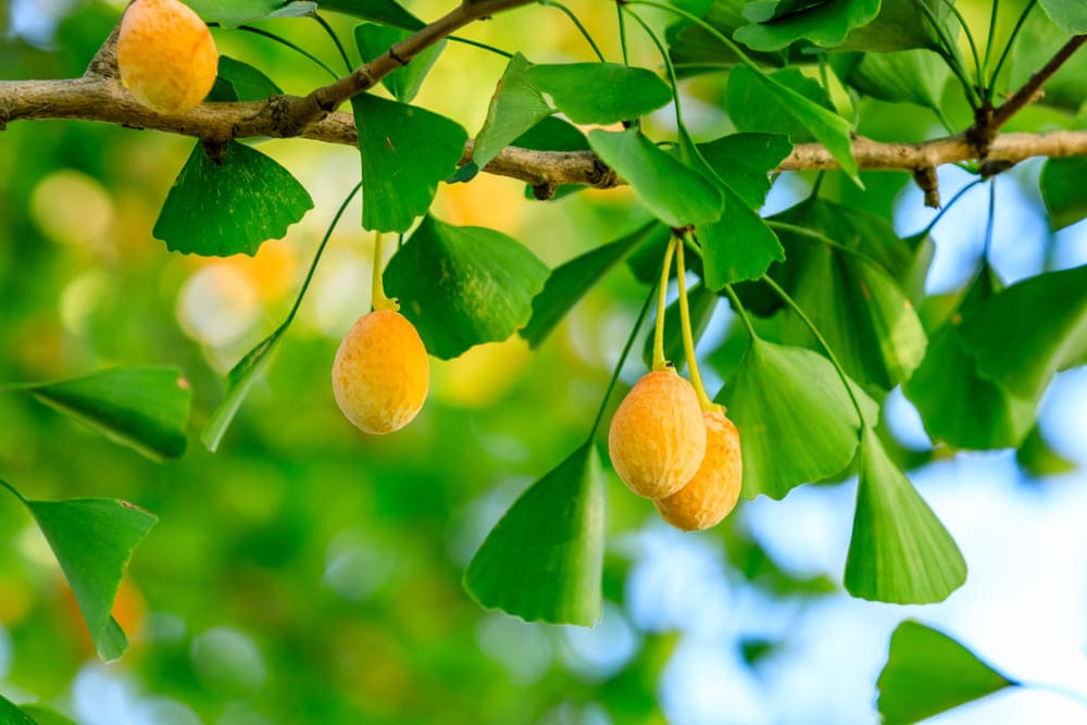 Ginkgo biloba