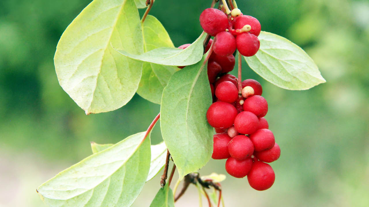Schisandra chinensis